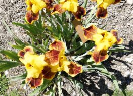 015 - whoop em up 1955